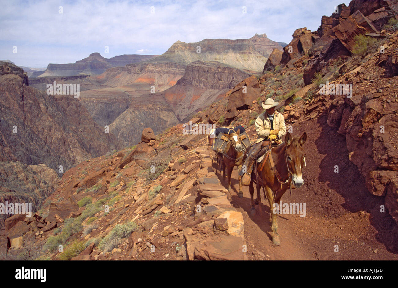 Supply convoy horses at South Kaibab Trail, Grand Canyon Nat Park, Arizona, USA Stock Photo