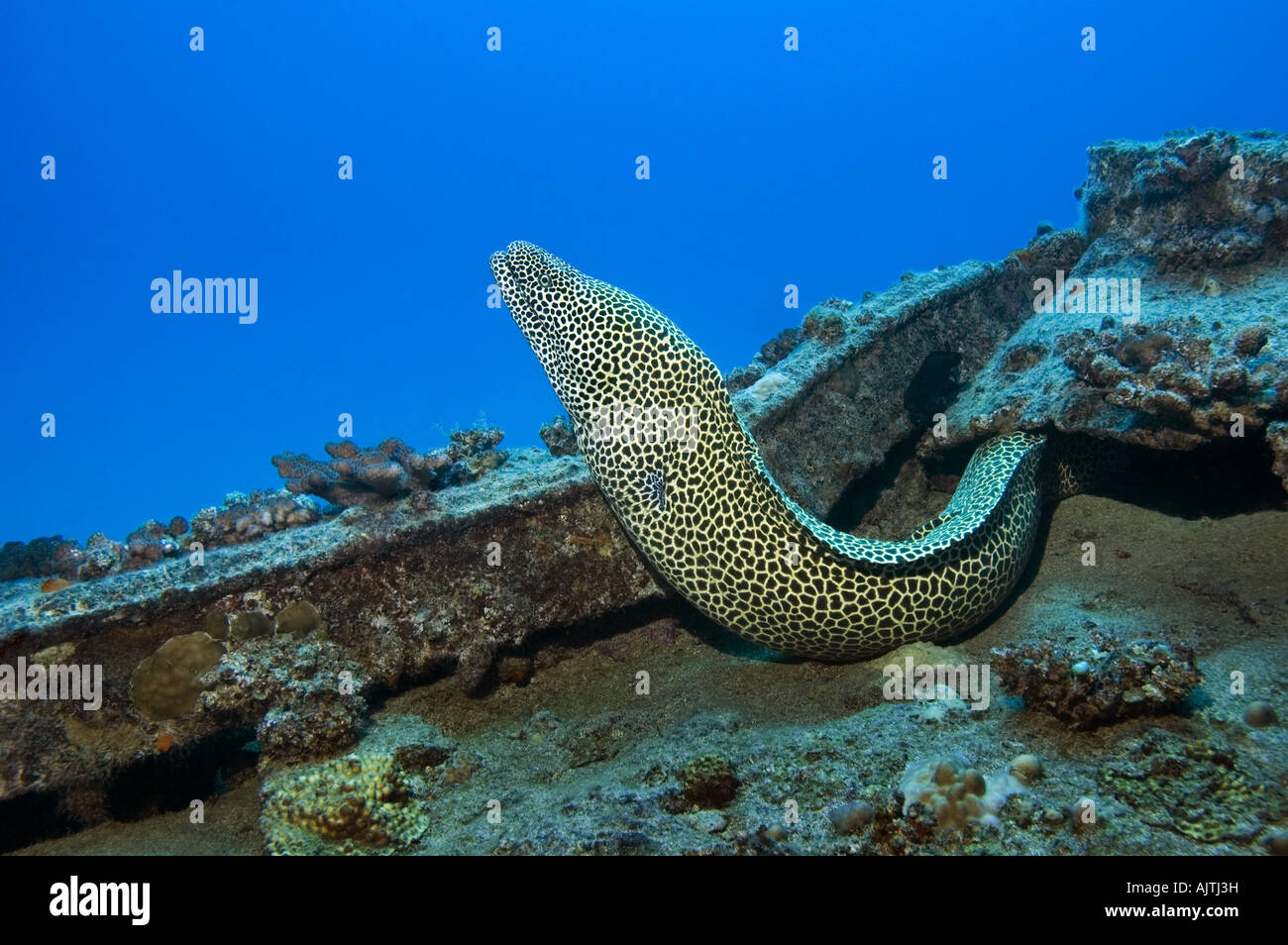 honeycomb moray eel on wreck Stock Photo