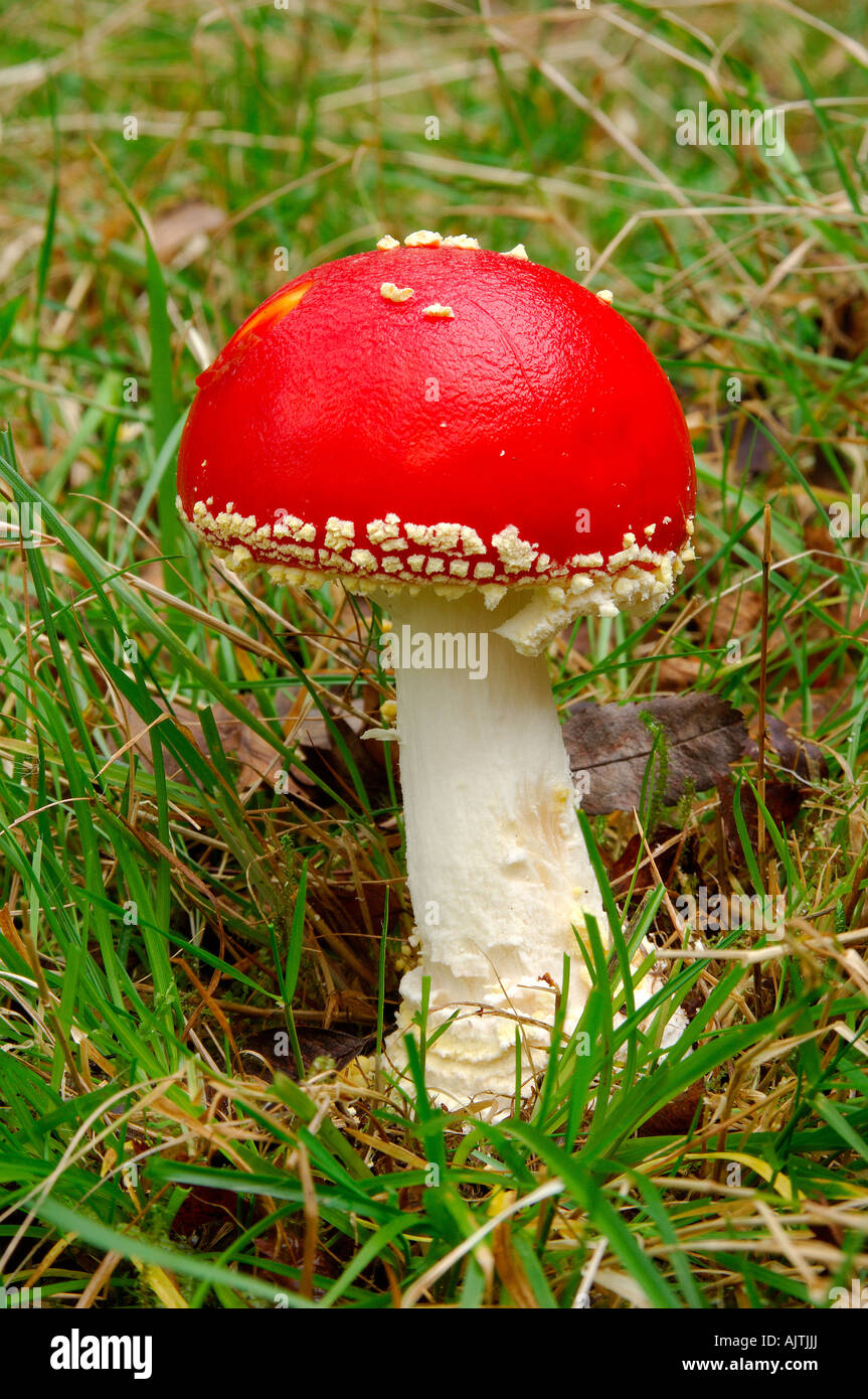 Lovely specimin of a single Fly agaric Amanita muscaria fungus growing on a grassy woodland floor Stock Photo