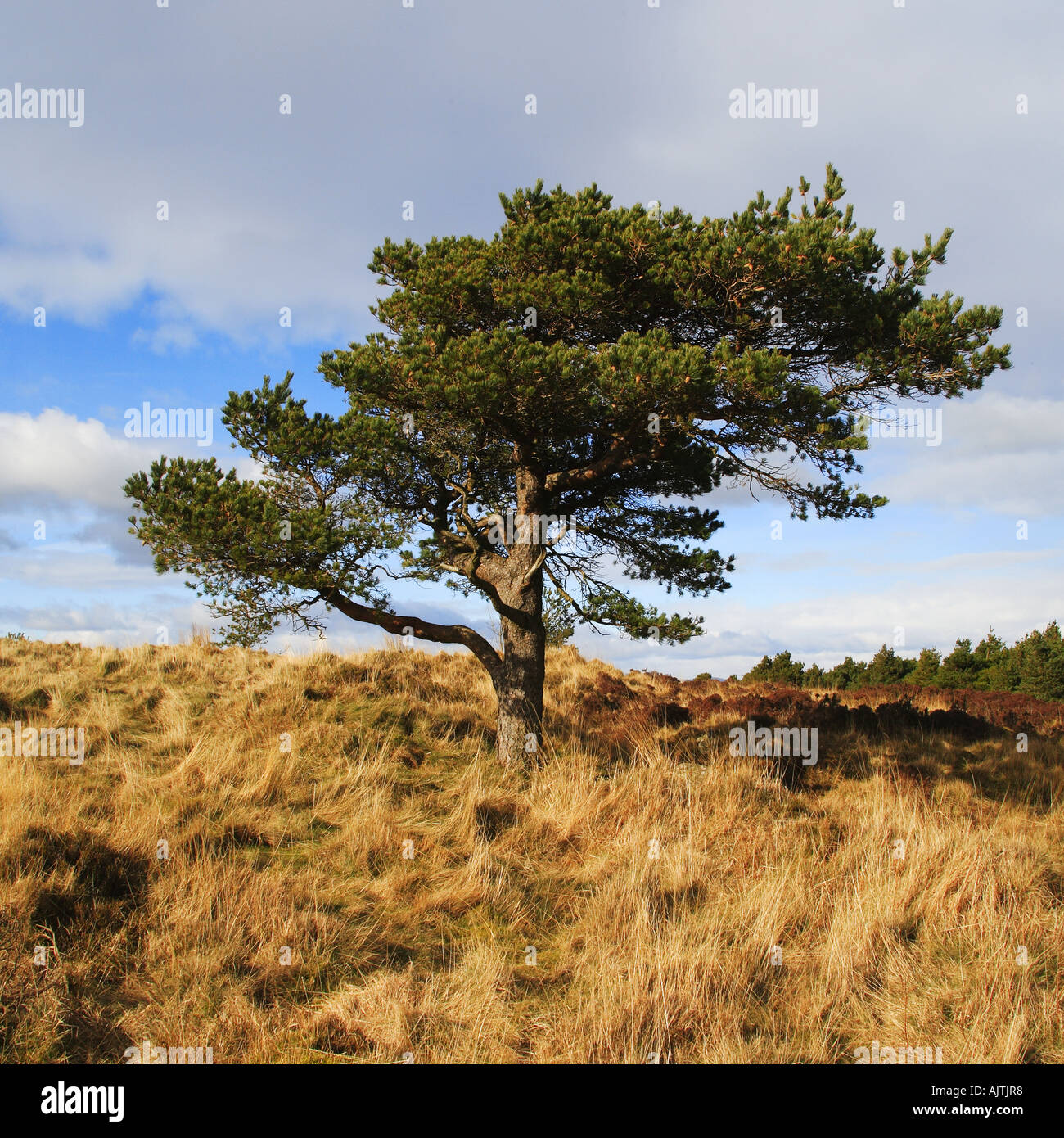 Third Tree Third tree stands hi-res stock photography and images - Alamy