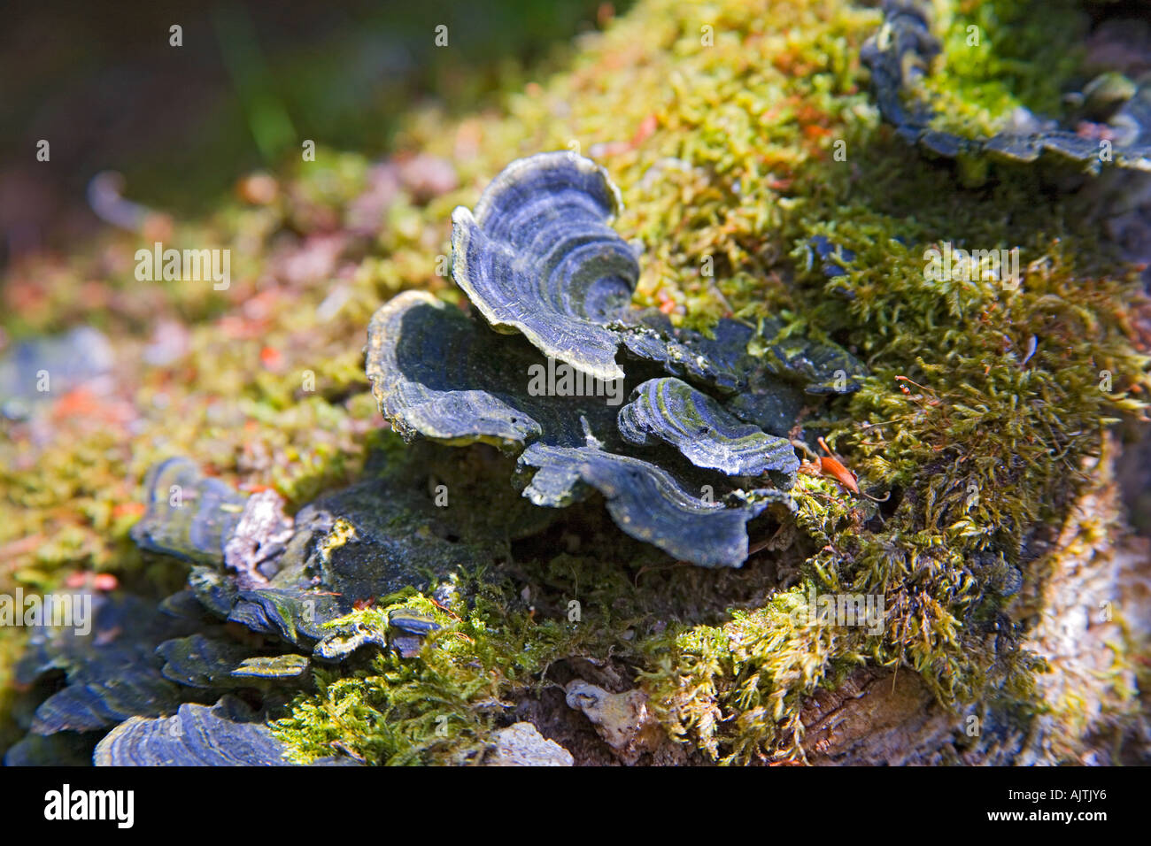 Fungi growing from dead wood in a Brittany forest Stock Photo
