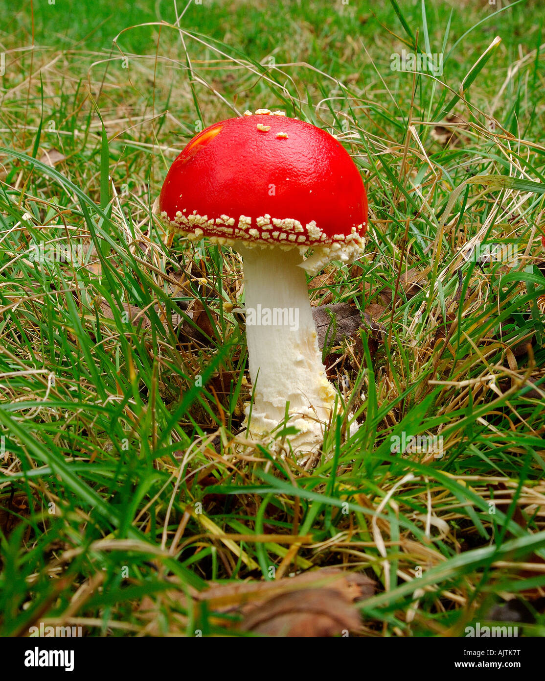 Lovely specimin of a single Fly agaric fungus growing on a grassy woodland floor Stock Photo