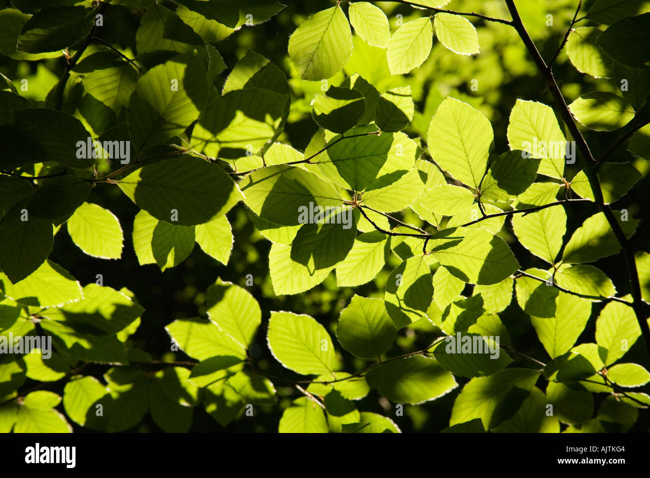 Backlit beach leaves in a French forest Stock Photo