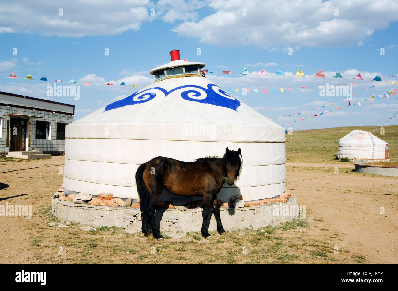 a horse grazing by a yurt tent Xilamuren grasslands Inner Mongolia ...