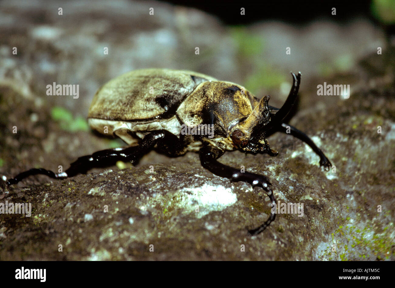 Guatemala Peten jungle fauna insects Rhinoceros Beetle Dynastes Stock ...