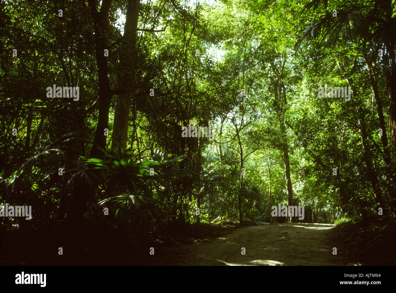 Guatemala Peten Path through jungle Stock Photo Alamy