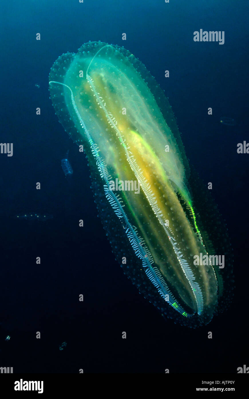 Comb Jellyfish Ctenophora Tasmania Australia Stock Photo