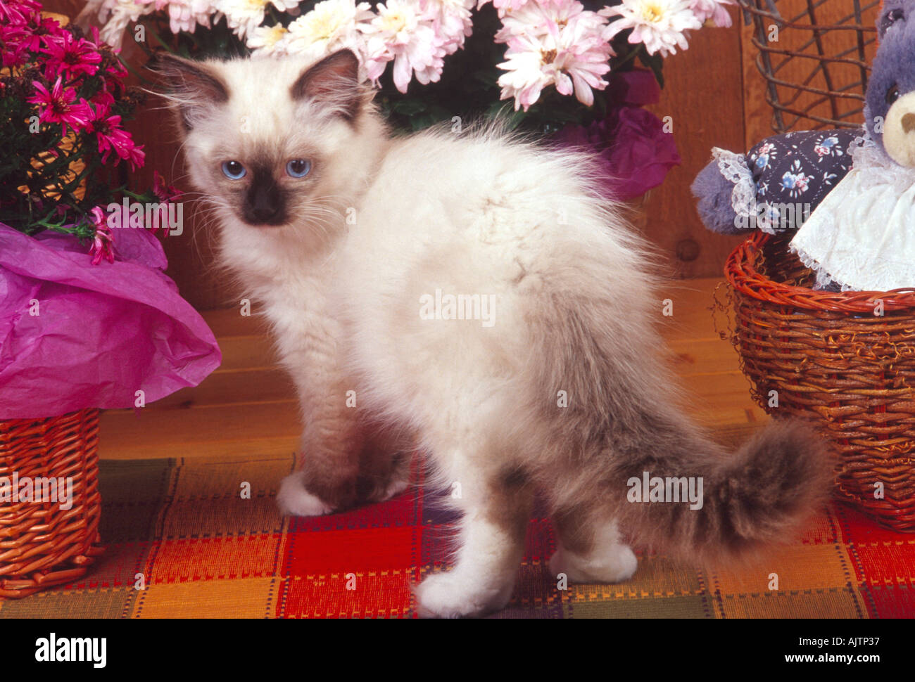 ragdoll teddy bear
