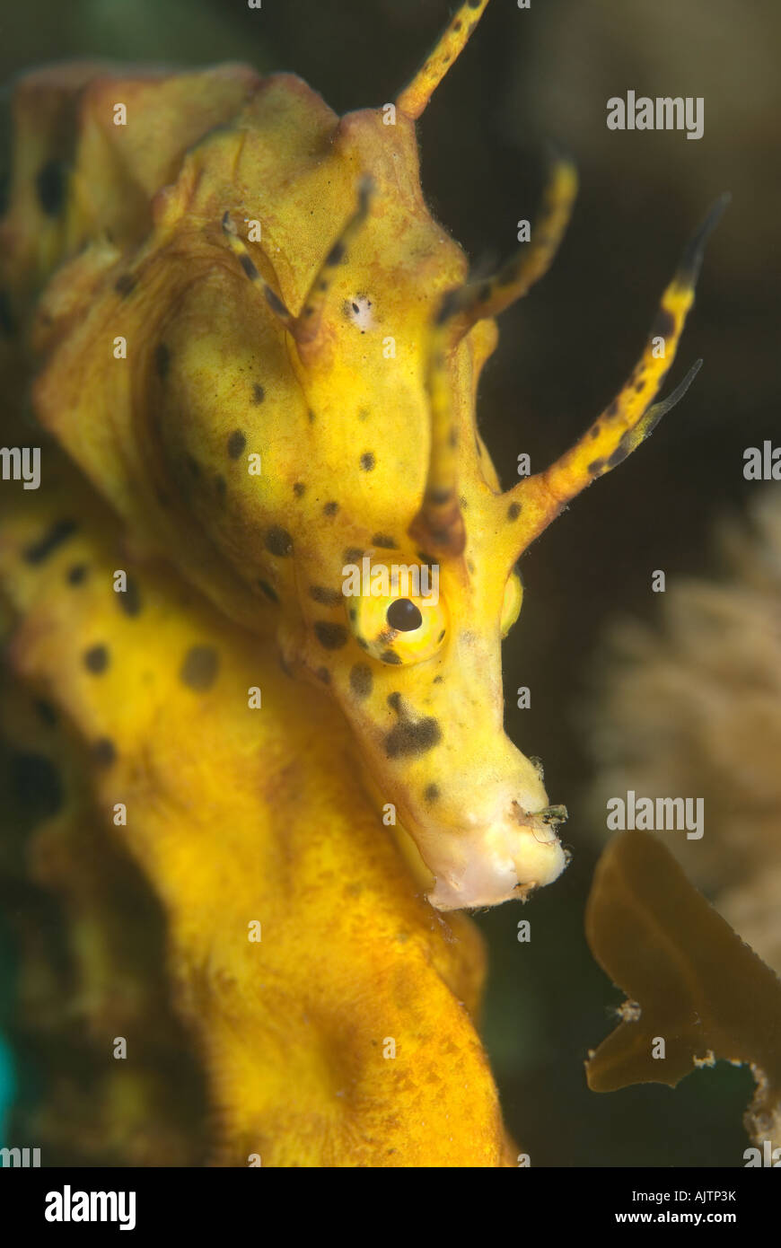 Australian Pot Bellied Seahorse Hippocampus abdominalis Tasmania Australia Stock Photo