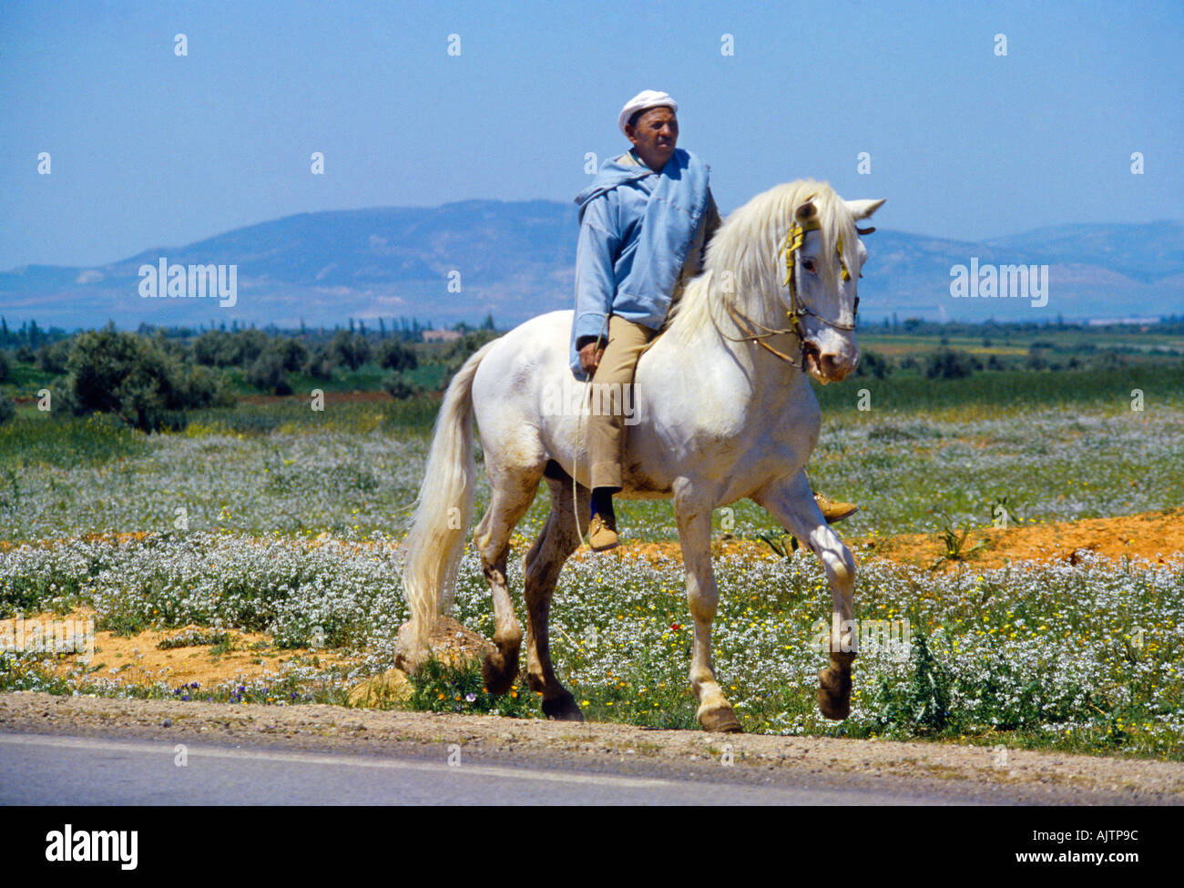 Vouliabis Morocco Man Riding White Arab Stallion Stock Photo