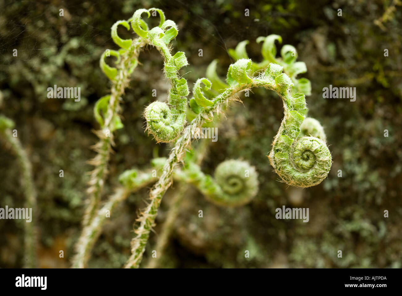 Fiddlehead of a Christmas Fern Polystichum acrostichoides in Gulf Brook