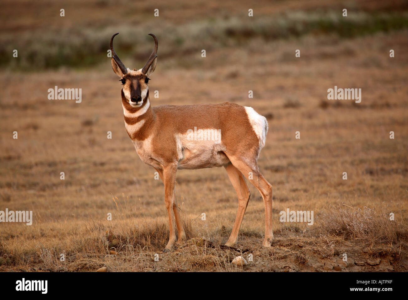 Provincial Rangelands Male Pronghorn Antelope in the Onefour Heritage Rangeland Provincial ...