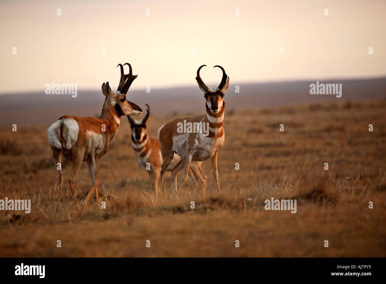 Provincial Rangelands Three male Pronghorn Antelopes in the Onefour Heritage Rangeland ...