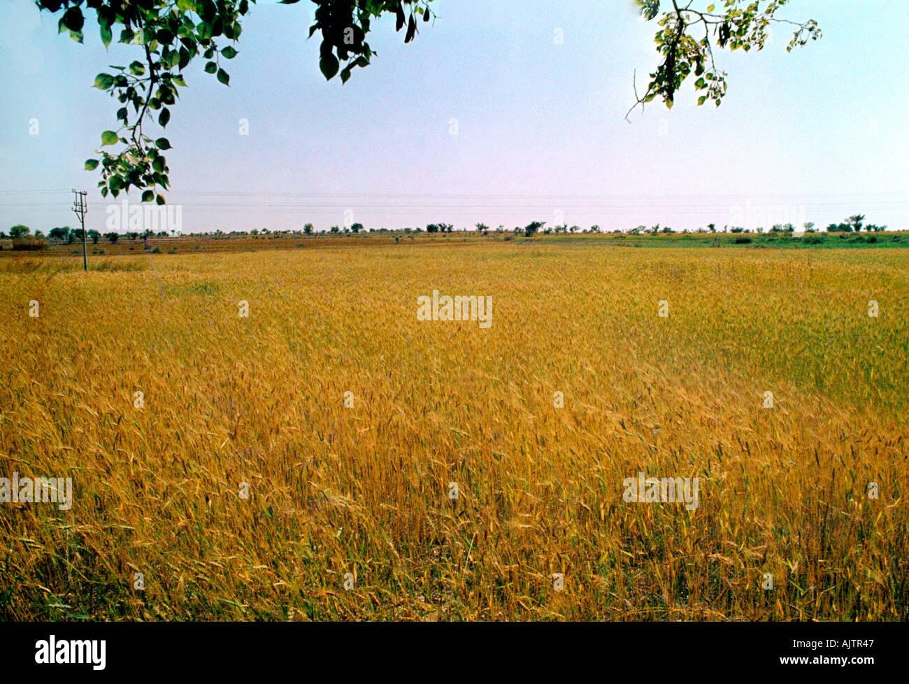 Punjab Pakistan Wheat Field Stock Photo