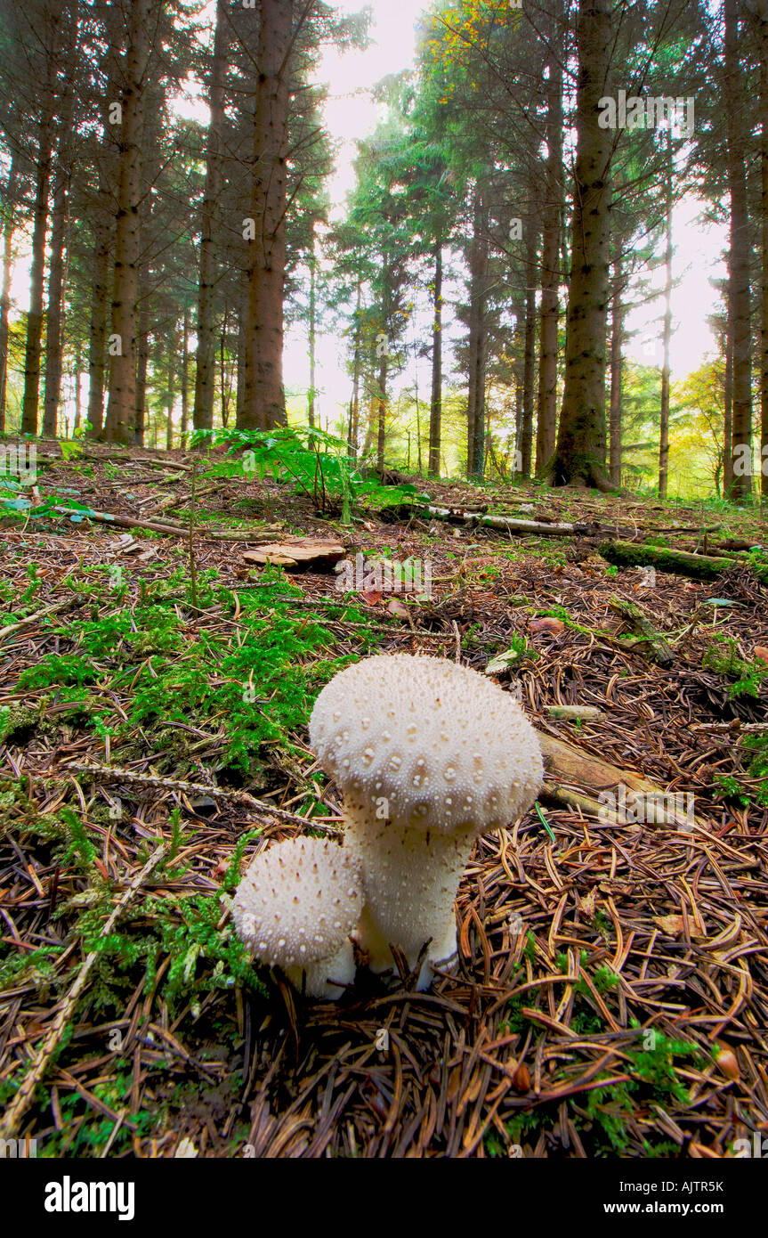 2 Common Puffball fungi Lycoperdon perlatum growing together amongst pine needles on a woodland floor Stock Photo