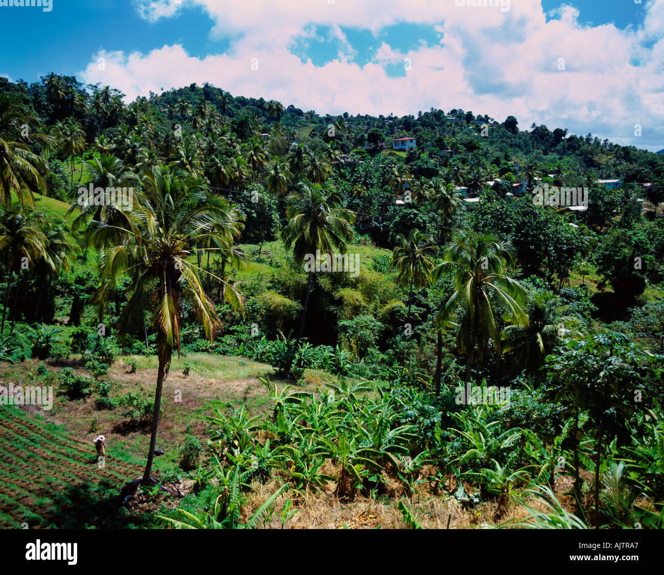 St. Lucia Rural St lucia agriculture hi-res stock photography and images - Alamy
