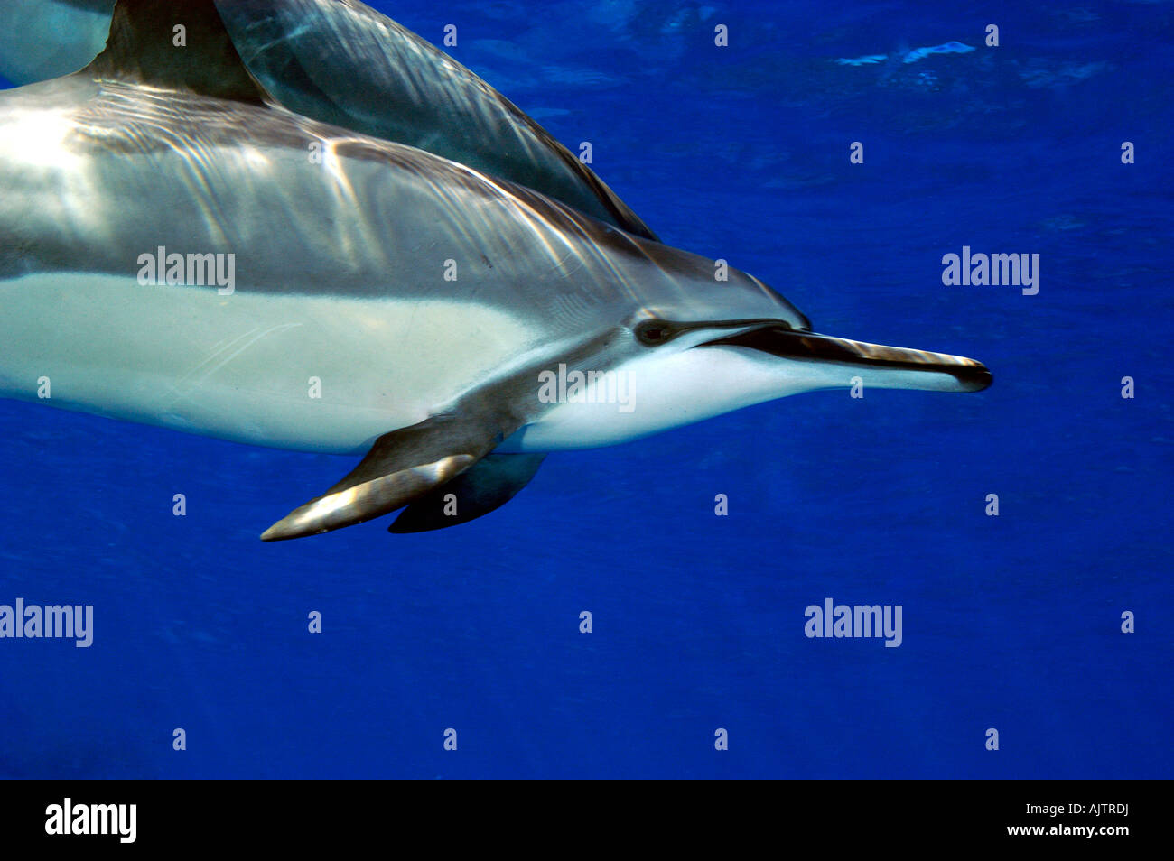 spinner dolphins Stenella longirostris Pacific Ocean Hawaii USA Stock Photo