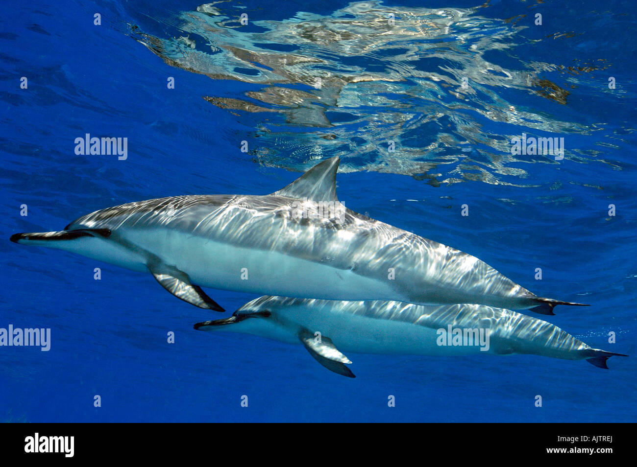 spinner dolphins Stenella longirostris Pacific Ocean Hawaii USA Stock Photo