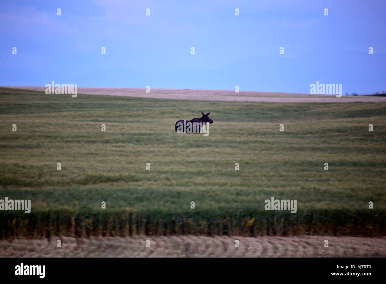 Female Moose in a field of wheat N of Drywood in southwestern Alberta Canada Stock Photo