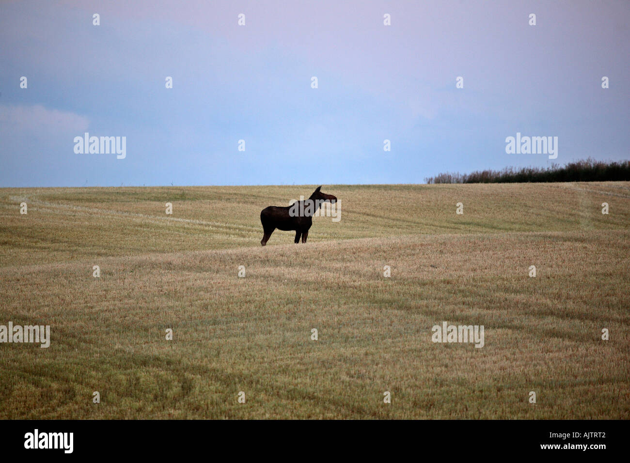 Female Moose in a field at dawn N of Drywood in southwestern Alberta Canada Stock Photo