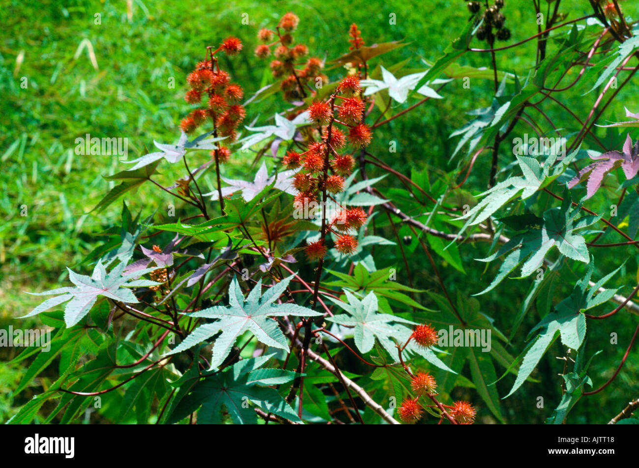 Castor oil Plant (Ricinus communis) Arnos Vale Tobago Rainforest Stock Photo