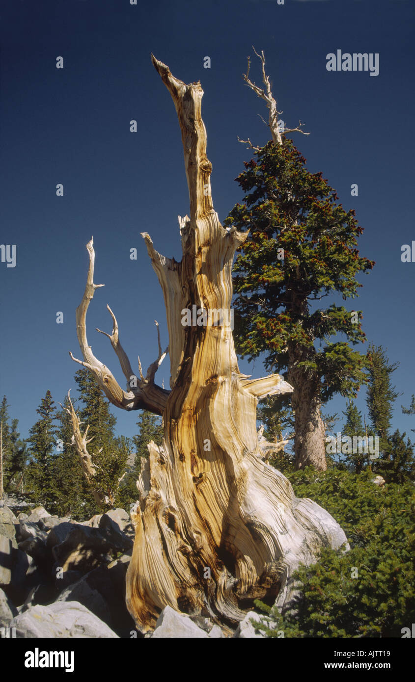 Bristlecone pine near Wheeler Peak, Great Basin National Park, Nevada, USA Stock Photo