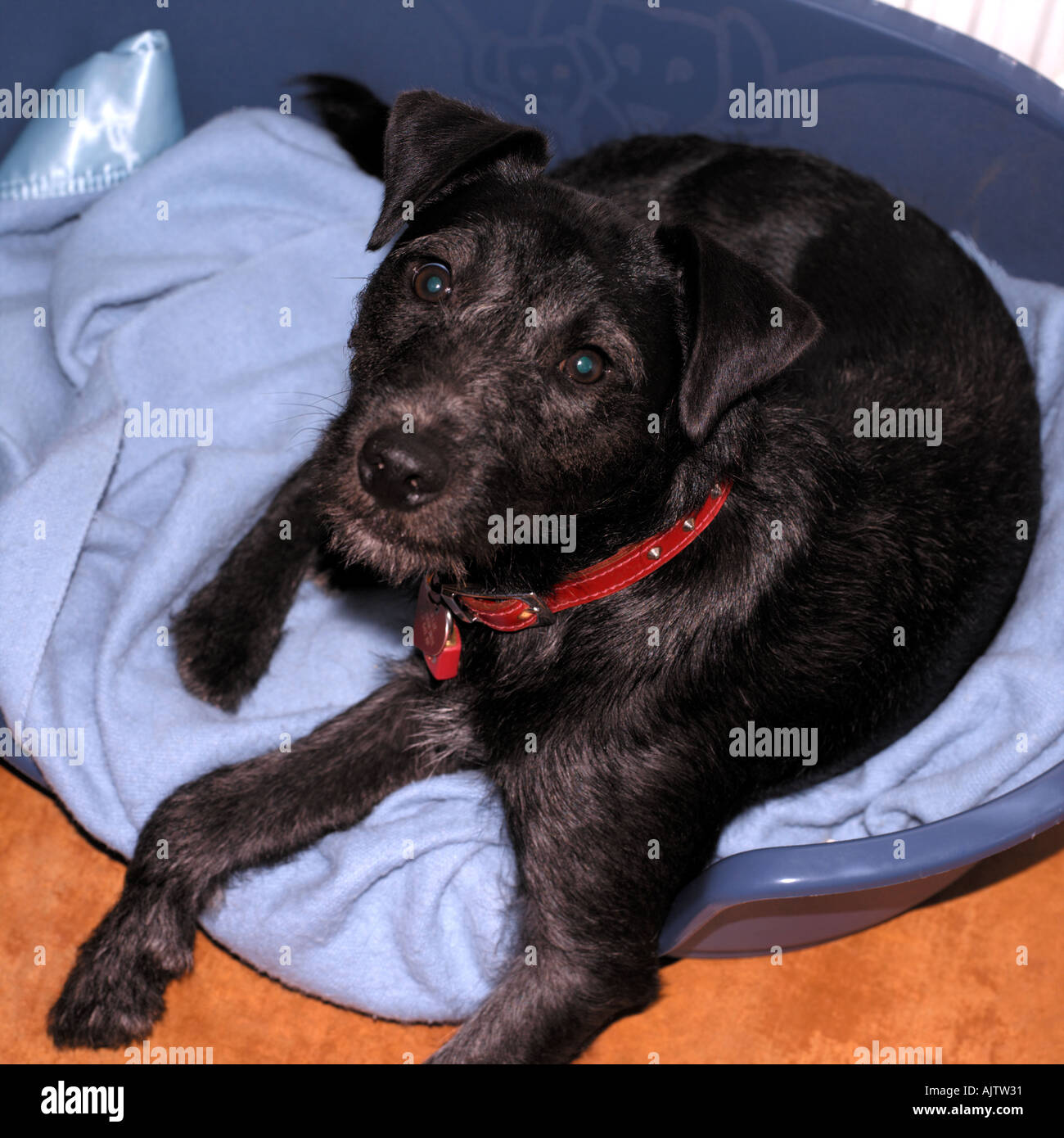 vineyard vines dog bed