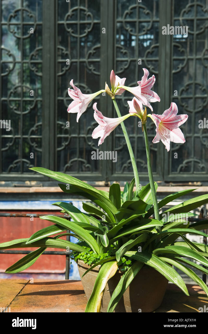 Potted amaryllis in front of Chinese temple Stock Photo