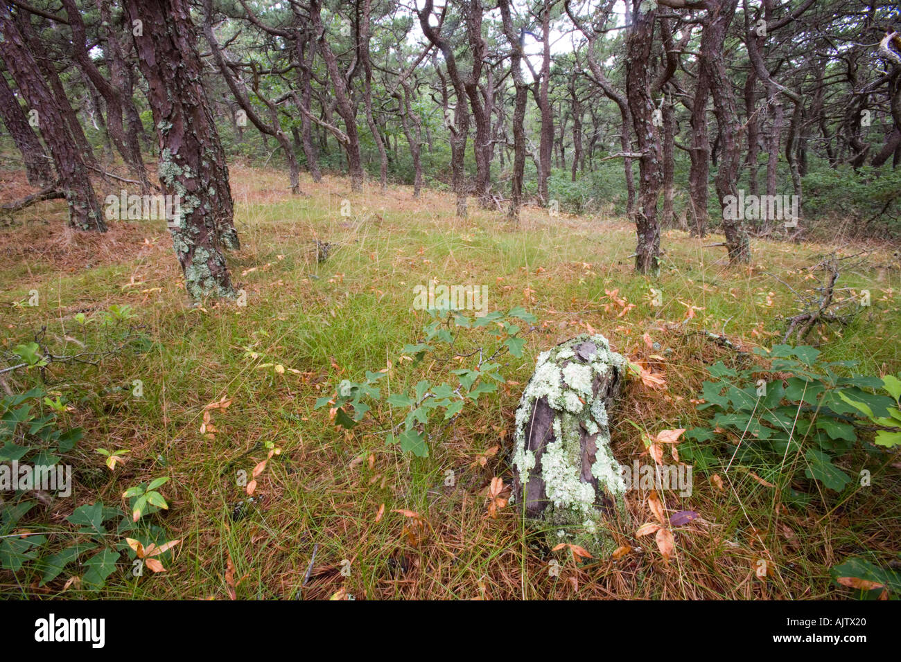 A pitch pine oak forest at the North of Highland Campground near Cape