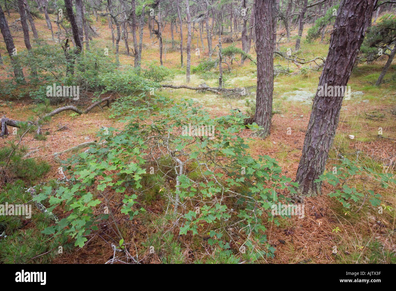 A pitch pine oak forest at the North of Highland Campground near Cape