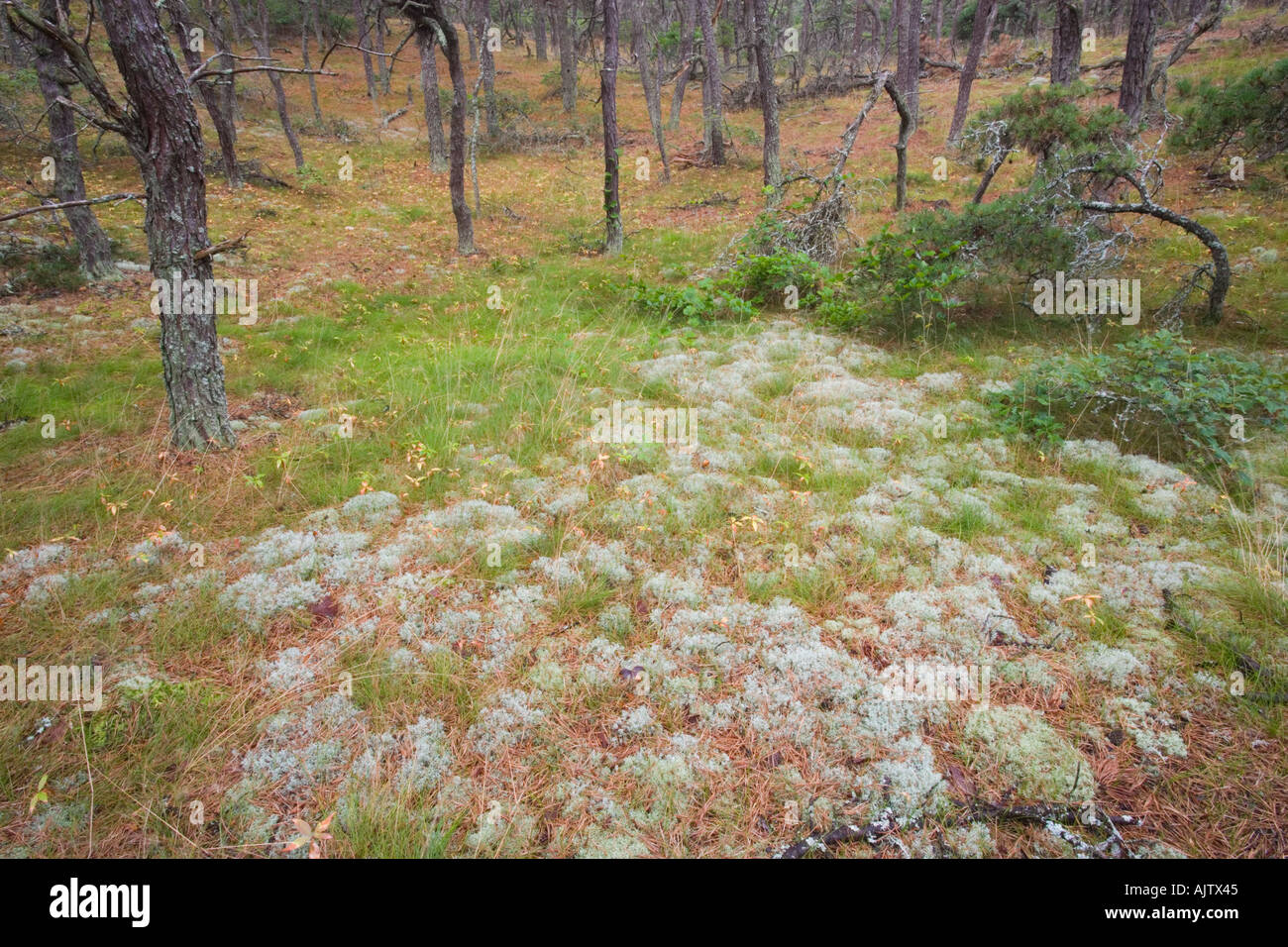 A pitch pine oak forest at the North of Highland Campground near Cape