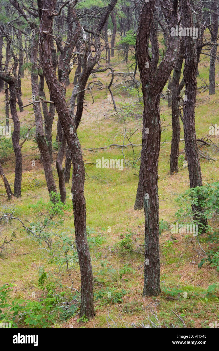 A pitch pine oak forest at the North of Highland Campground near Cape