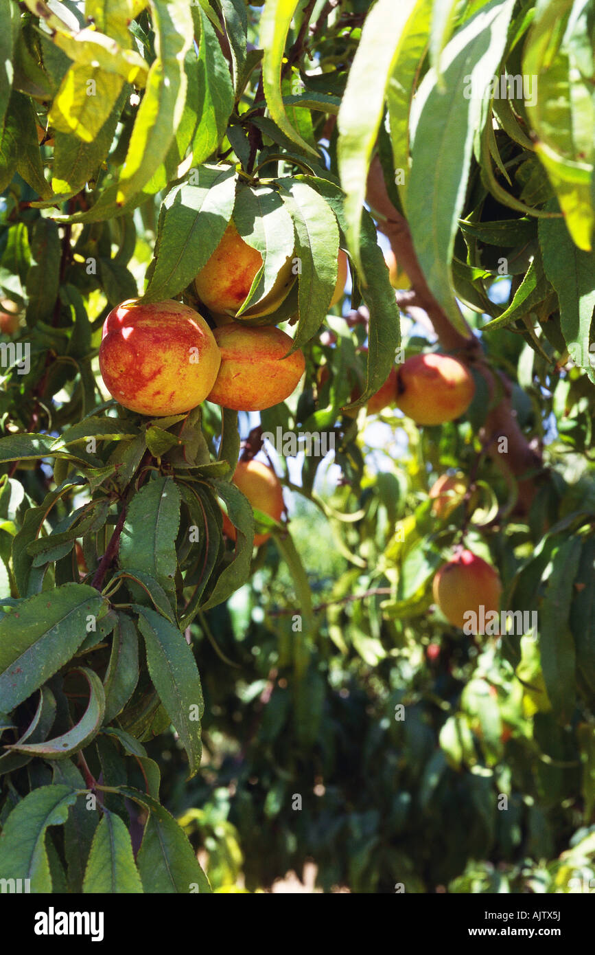 Peaches growing on peach tree Stock Photo