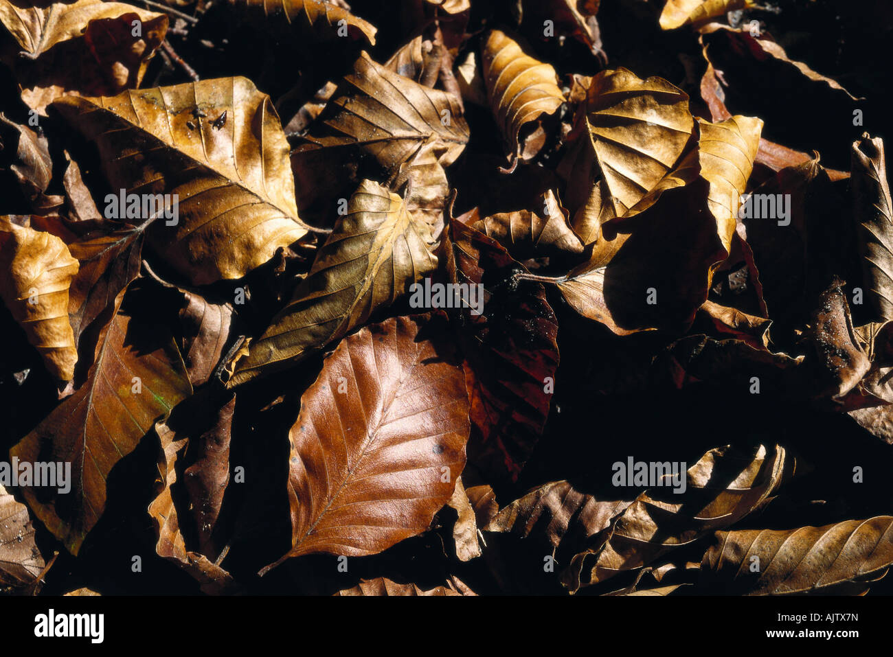 Dried leaves Stock Photo