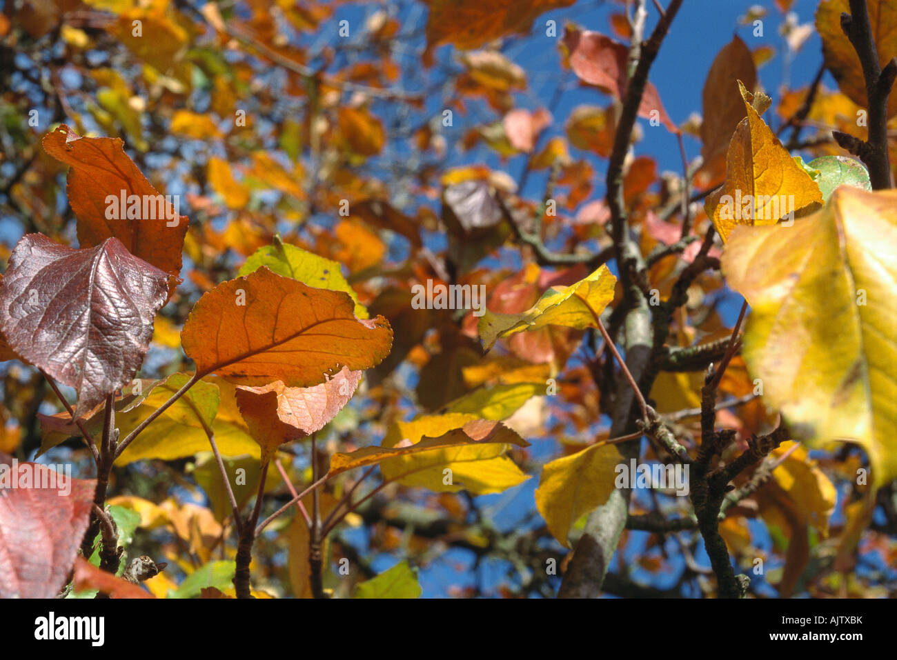 Shot changing colours leaves hi-res stock photography and images - Alamy