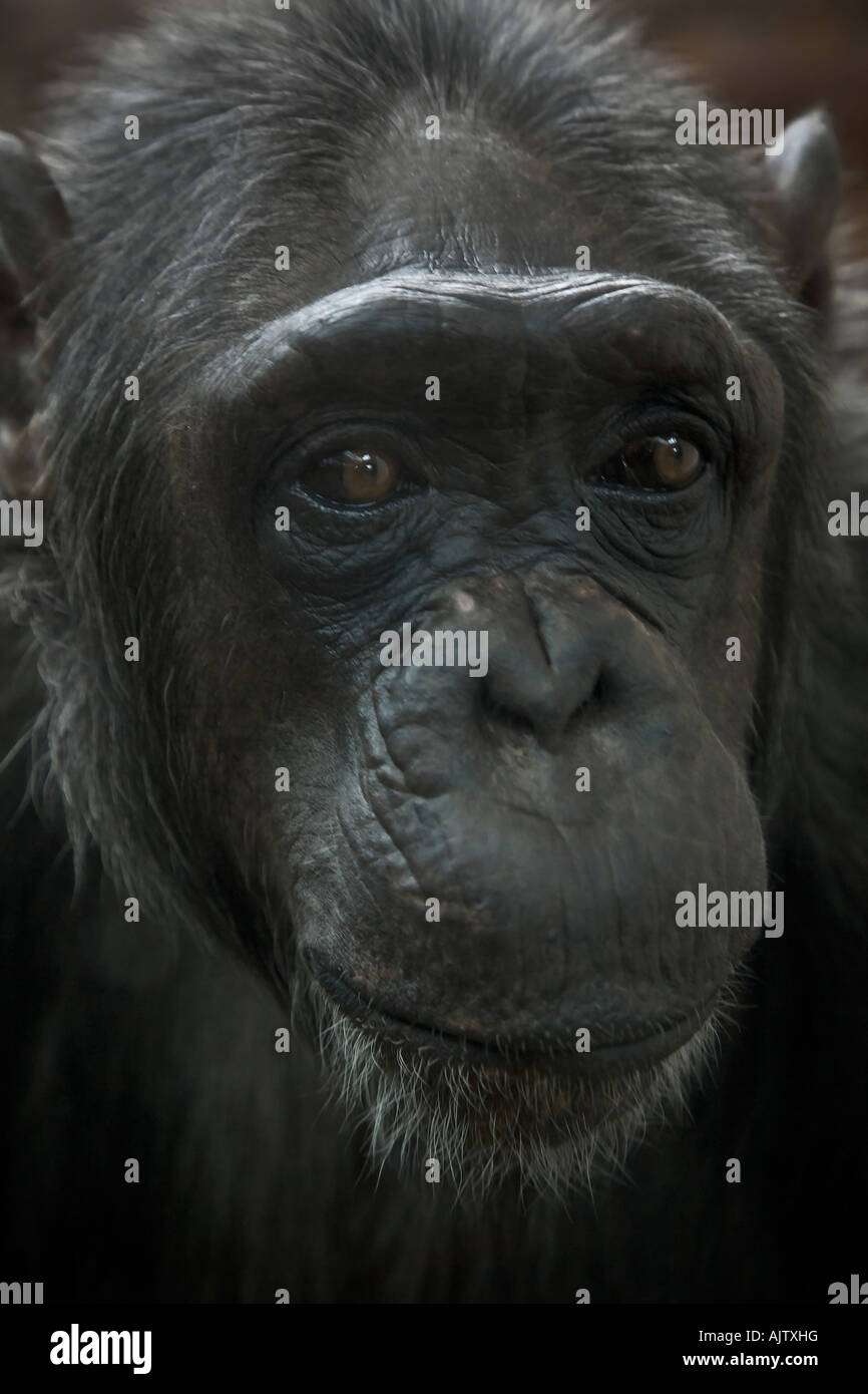 Chimpanzee Stock Photo