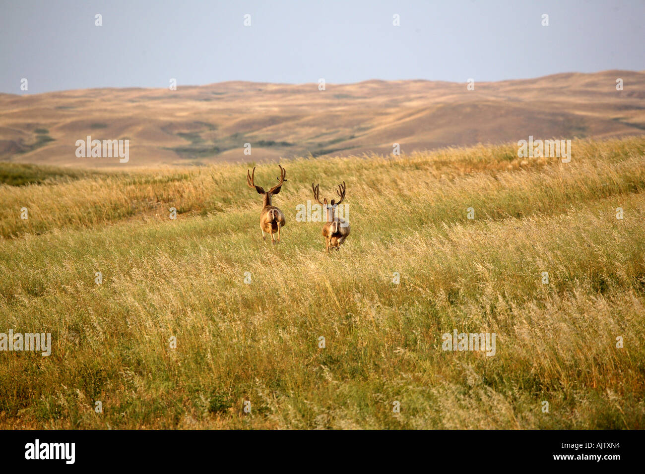 Two Mule Deer bucks bounding through a field in the Missouri Coteau in scenic Saskatchewan Canada Stock Photo