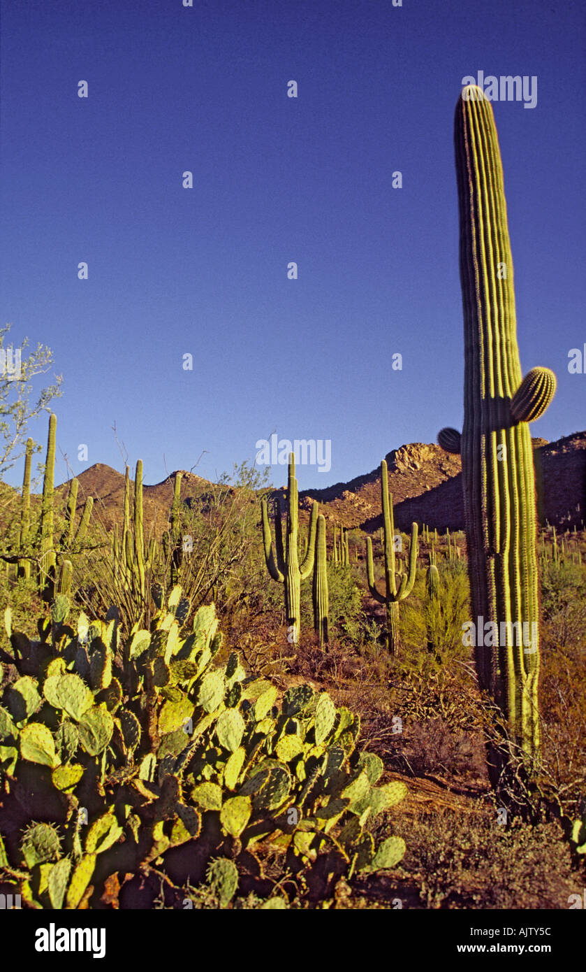 Saguaro, prickly pear, Valley View Overlook Trail, Saguaro National Park, Arizona, USA Stock Photo