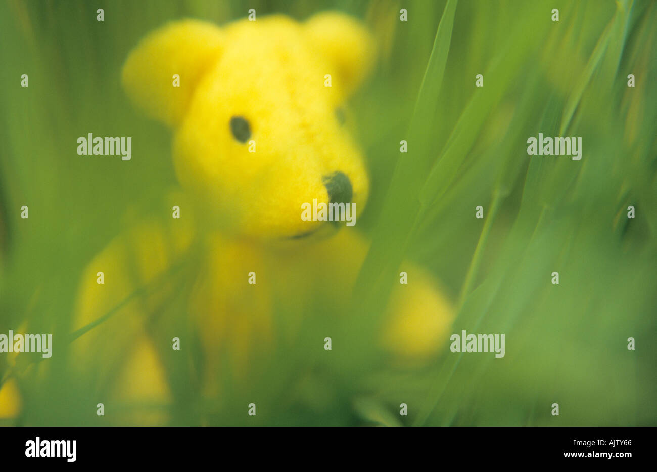 An intrepid small yellow teddy bear marching or lost or searching in a jungle of grass Stock Photo