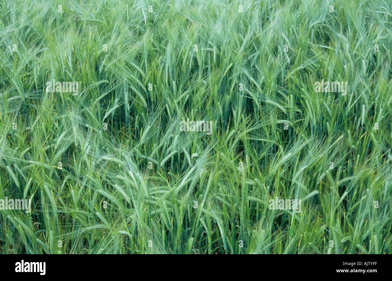 Part of a field showing mid summer Two rowed barley or Hordeum ...