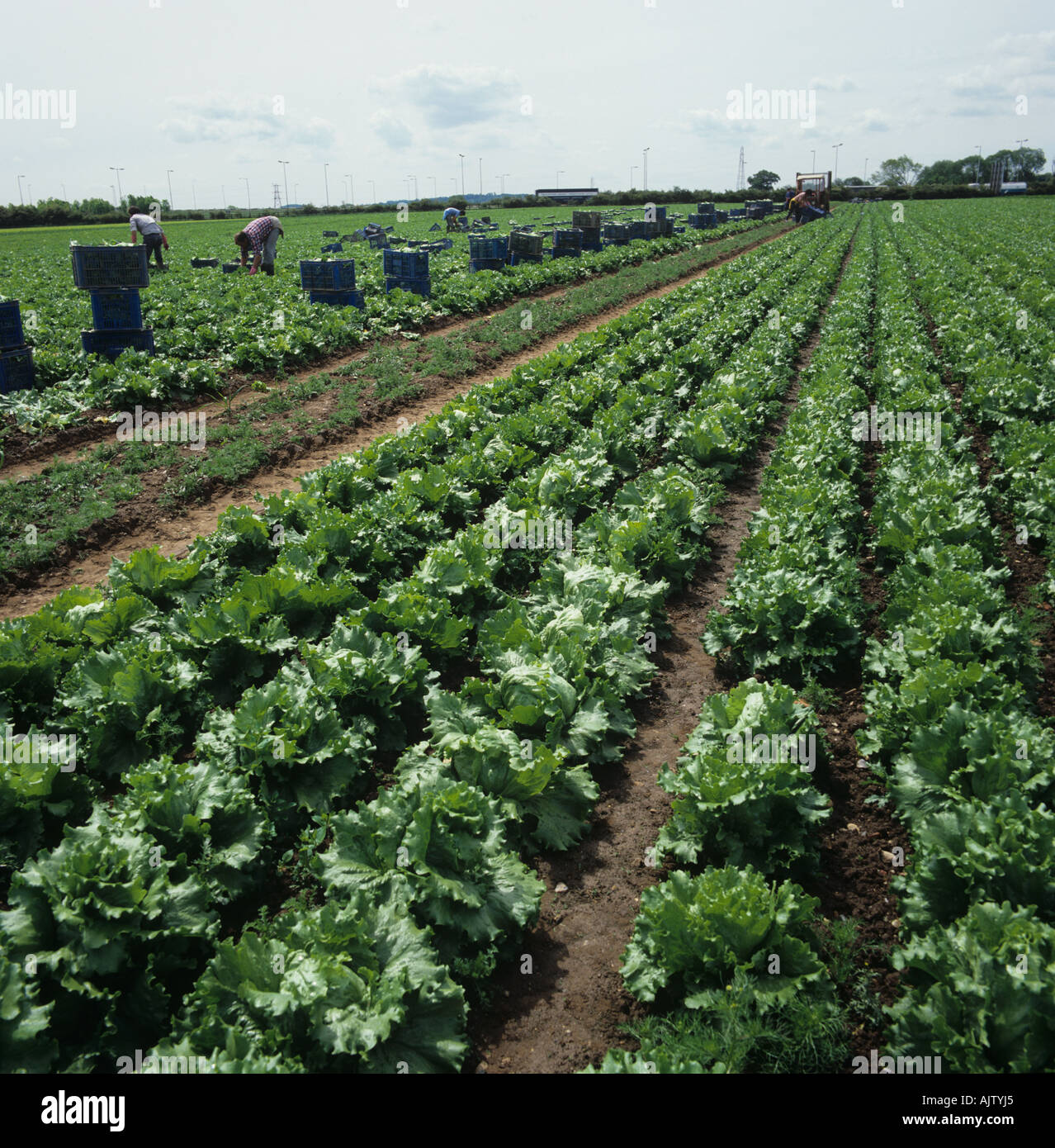 Mature Iceberg lettuce crop being harvested behind Berkshire Stock Photo