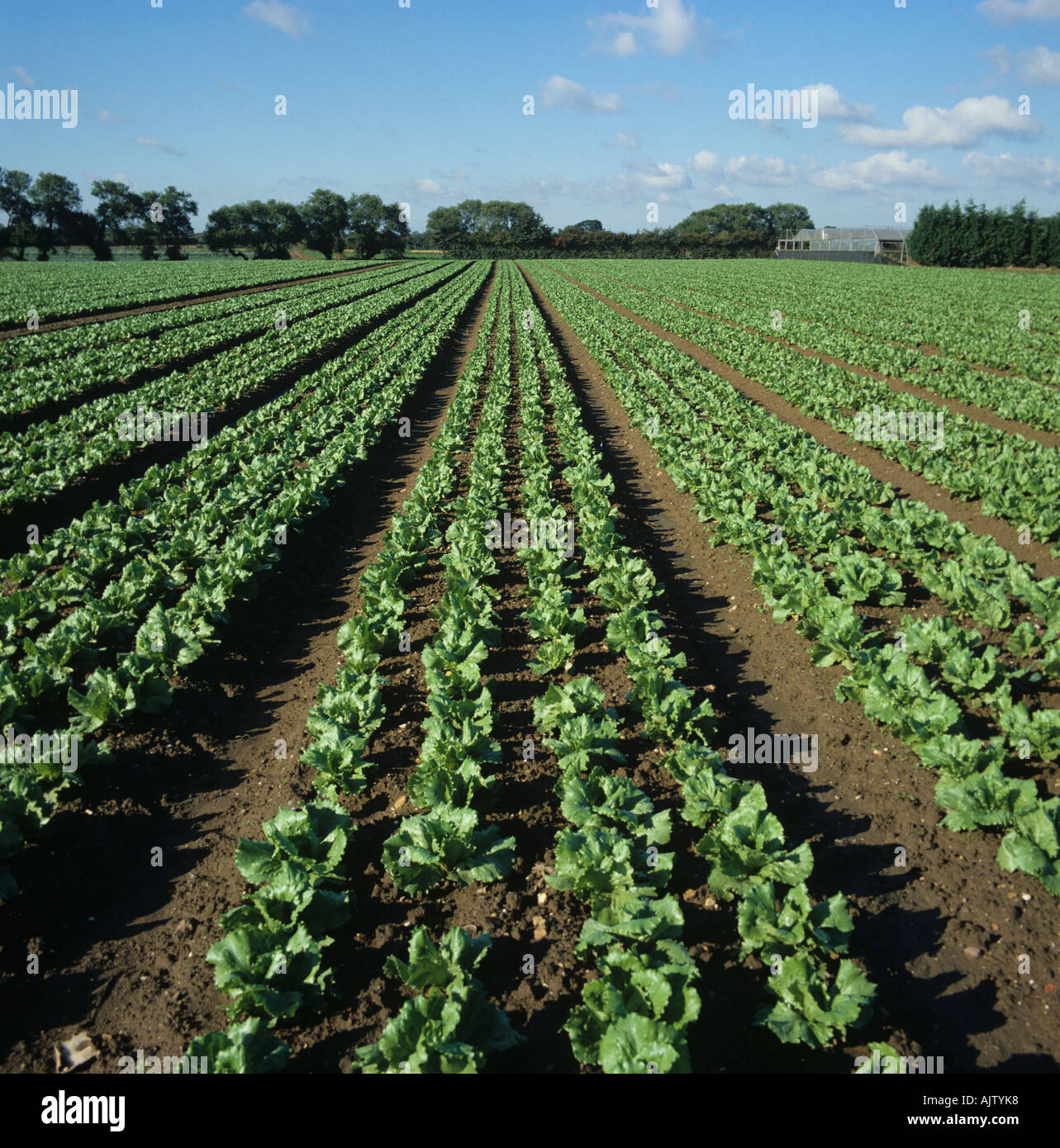 Rows of young lettuces in a crop Berkshire Stock Photo