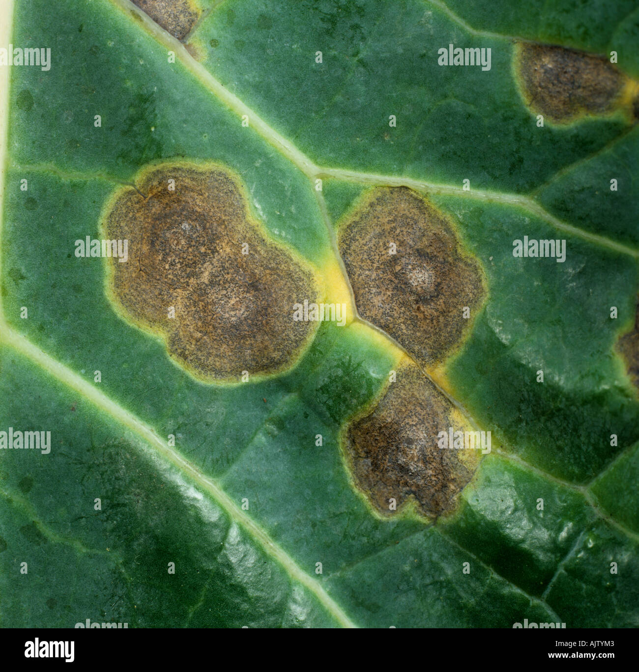 Ring spot Mycosphaerella brassicicola lesions on cabbage leaf Stock Photo