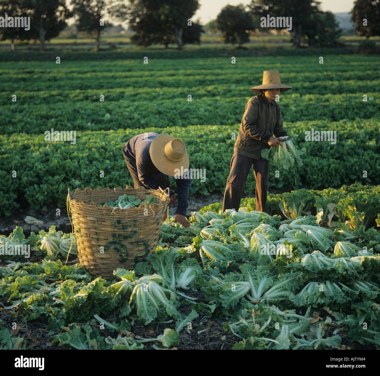 Harvesting Chinese cabbage by hand in raised irrigated vegetable beds Thailand Stock Photo