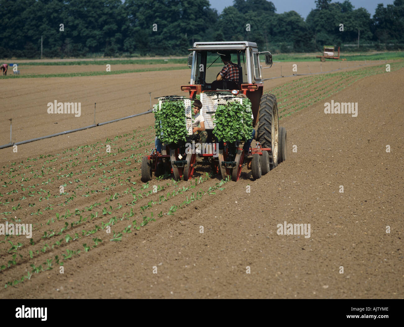 Hand planting lettuce seedlings from the back of a tractor Stock Photo