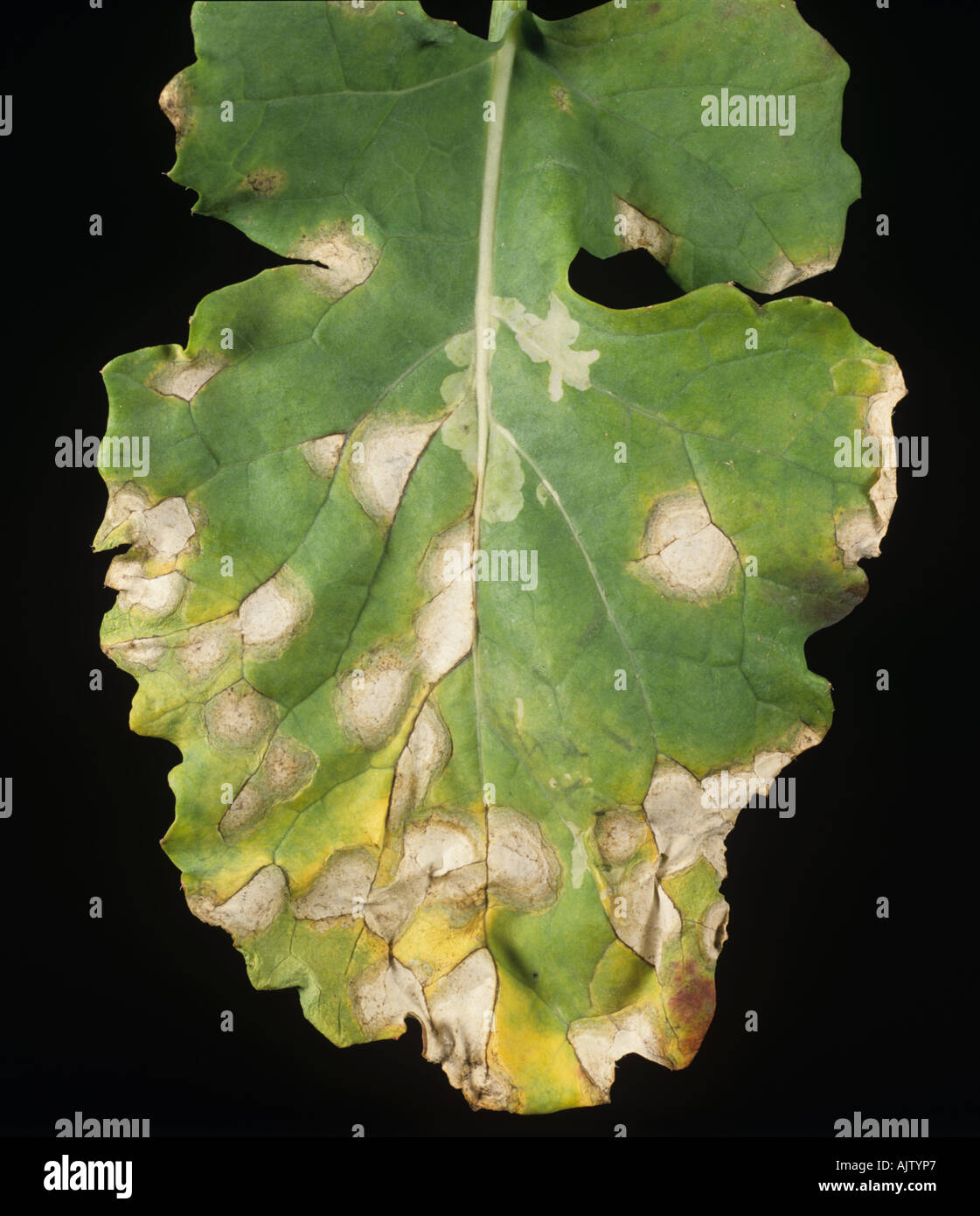 White leaf spot Pseudocercosporella capsellae lesions on a turnip leaf Stock Photo