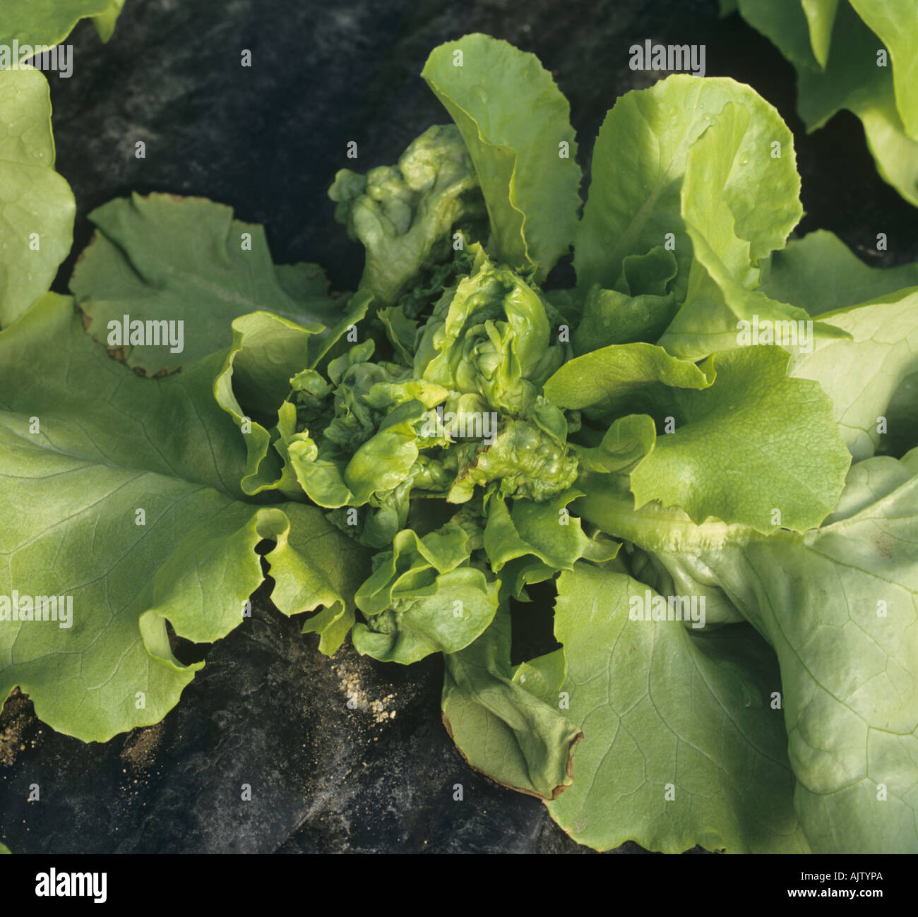 Lettuce mosaic virus LMV on polythene house grown lettuce plant Portugal Stock Photo