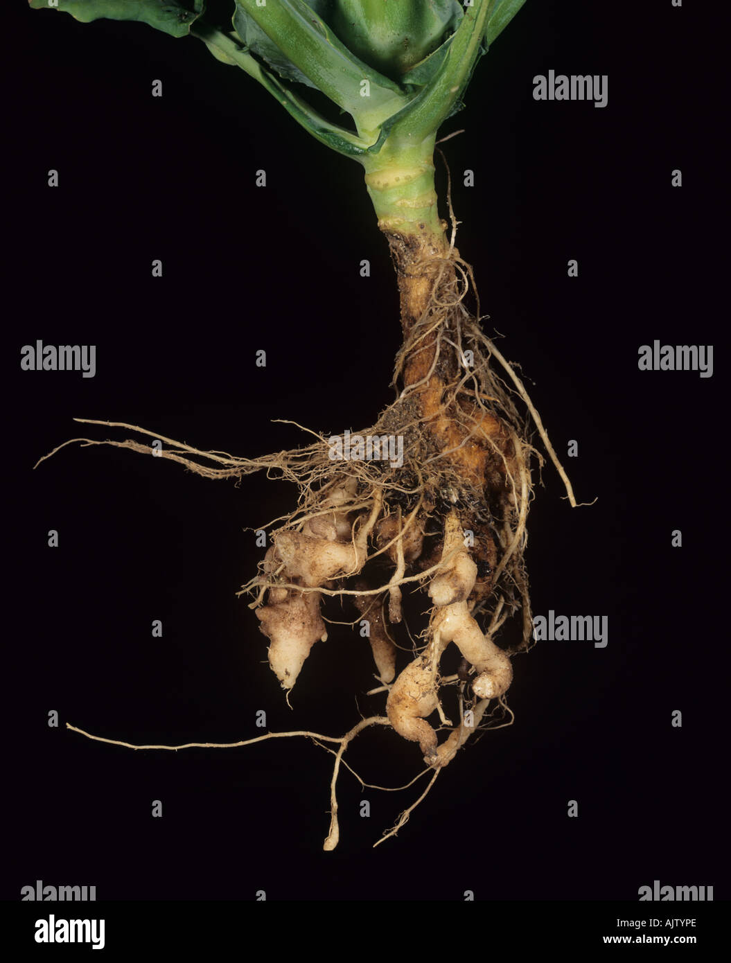 Club root Plasmodiophora brassicae swollen distorted roots on a young cabbage Stock Photo