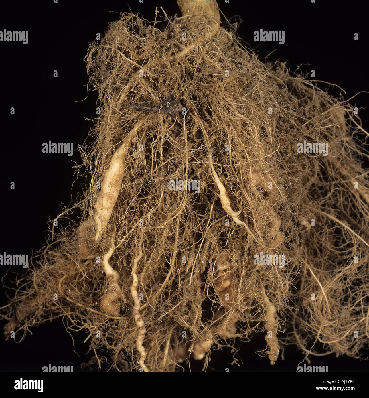 Clubroot Plasmodiophora brassica distortion increased adventitious root growth on cabbage Stock Photo