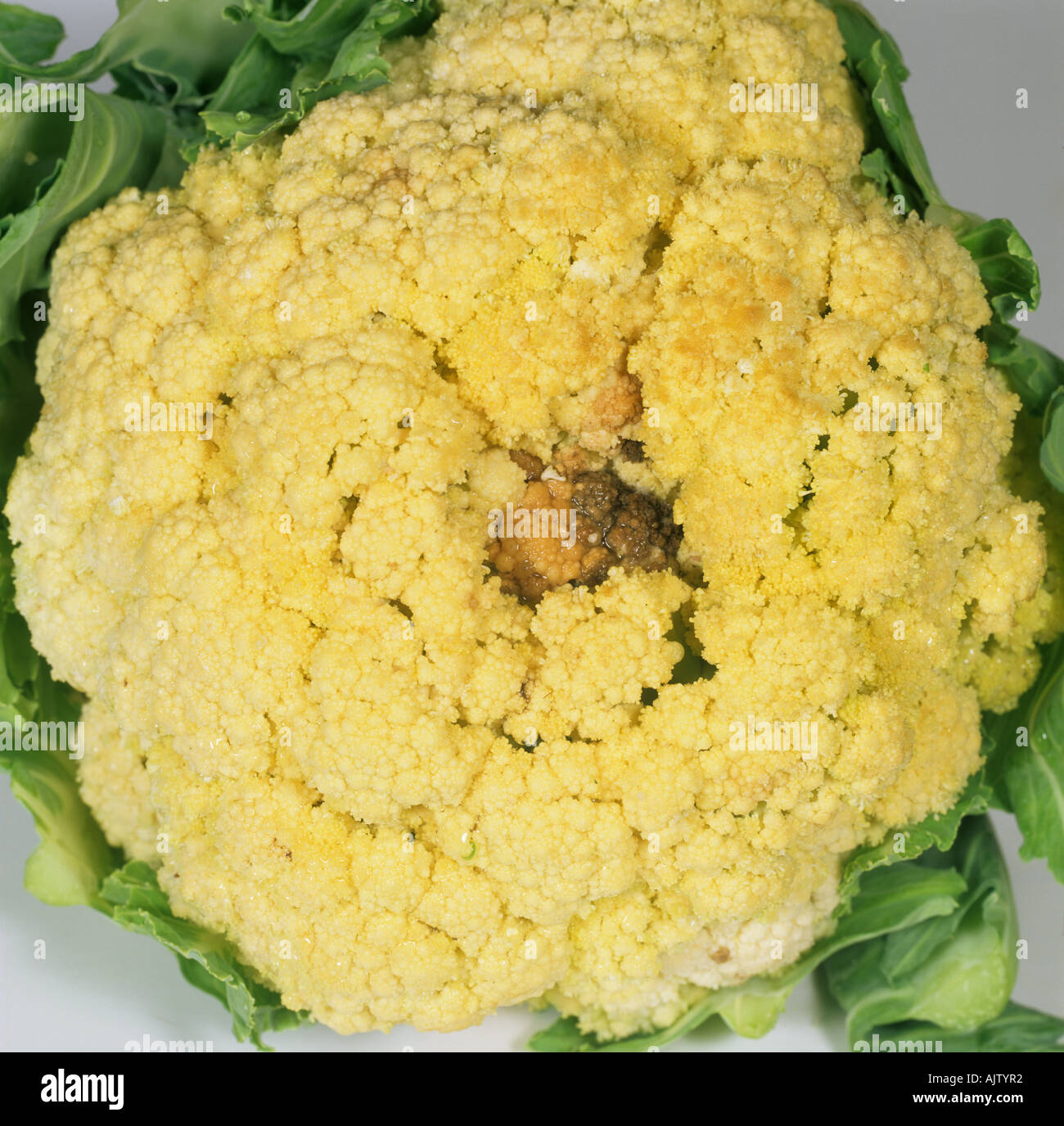 Dark spot in cauliflower curd caused by boron deficiency Stock Photo